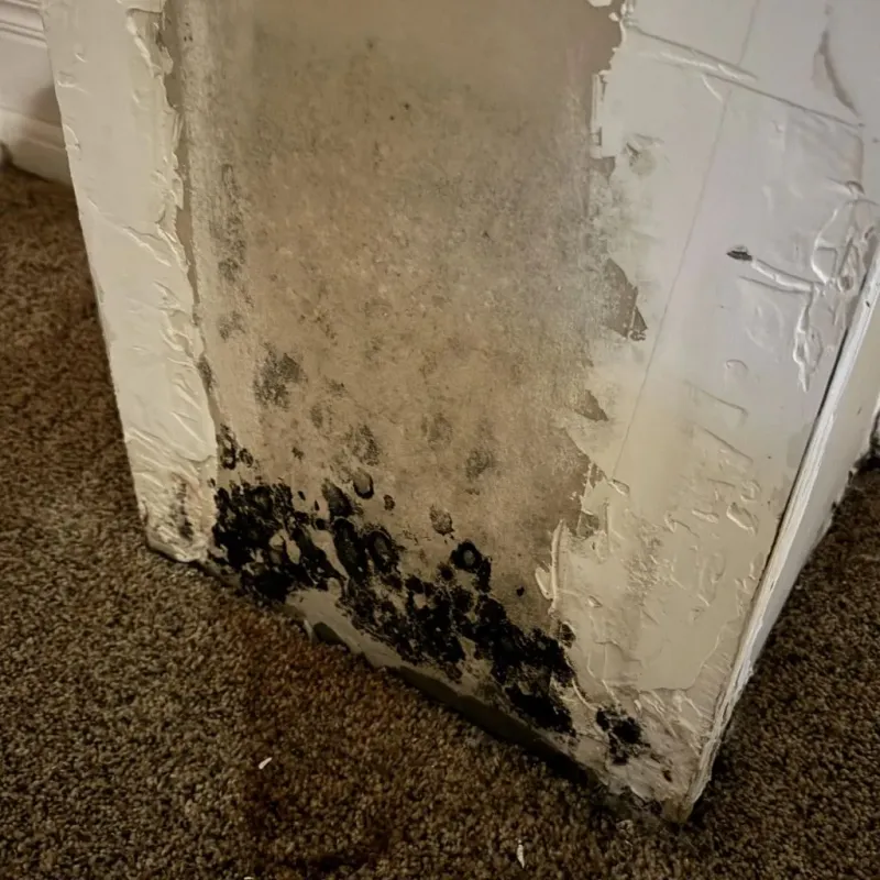 Professional Mold Removal in Danville, NH